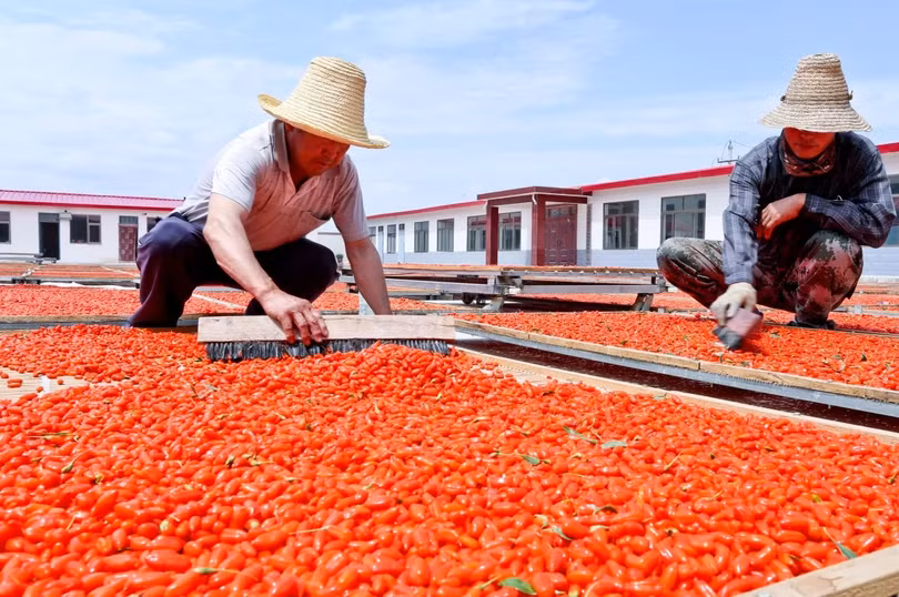 Nông dân Trung Quốc phơi kỷ tử bằng phương pháp truyền thống (Ảnh: SCMP)