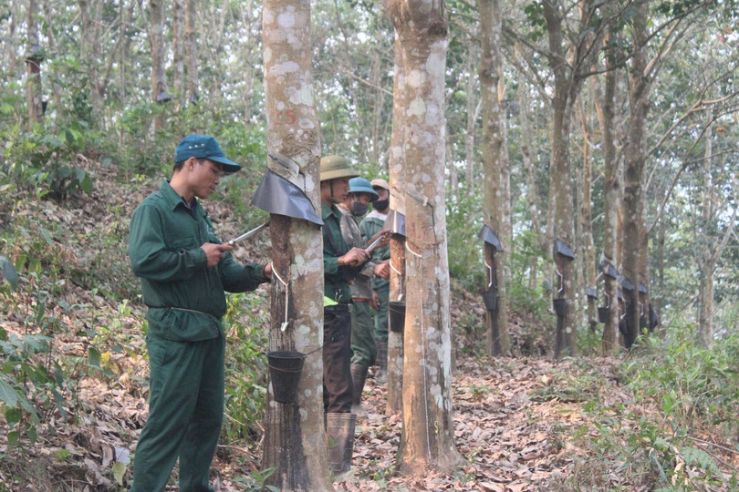 Cần sớm có biện pháp quy hoạch rừng trồng cao su. Ảnh: Bộ Tài nguyên và Môi trường