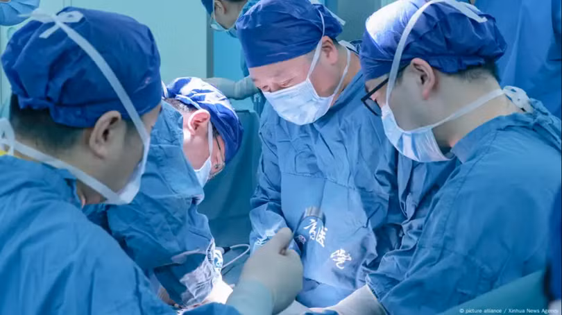 Các nhà khoa học Trung Quốc thành công trong việc ghép tạng lợn cho người. Ảnh: Singtao.