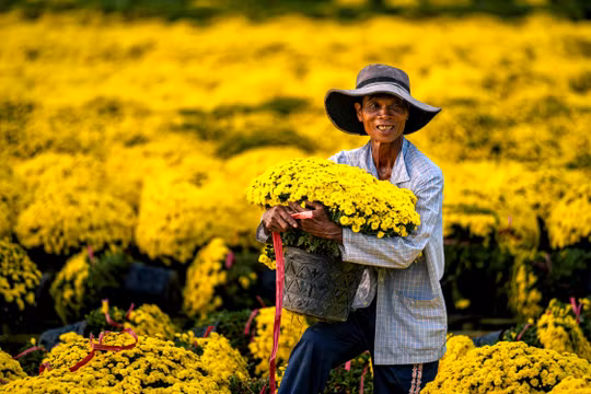 Rực rỡ làng hoa miền Tây ngày cận Tết