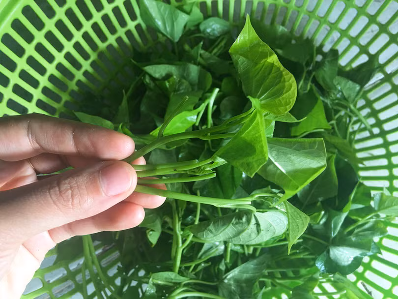 Rau lang được coi là một vị thuốc dân gian. Rau lang được coi là một vị thuốc dân gian.