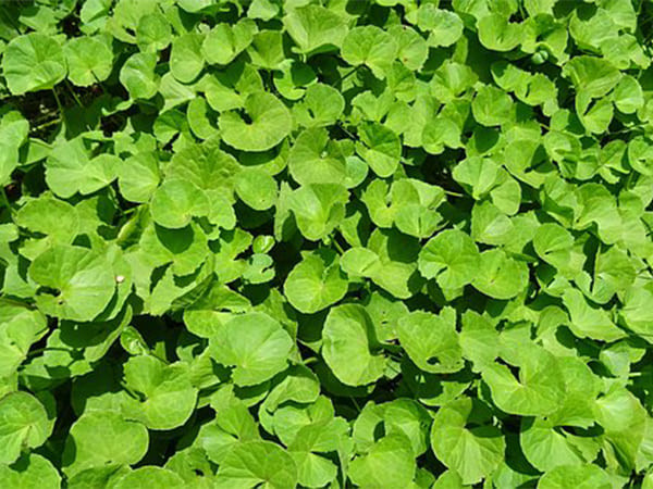 Rau má được dùng để chữa bệnh Alzheimer. Ảnh: Boldsky