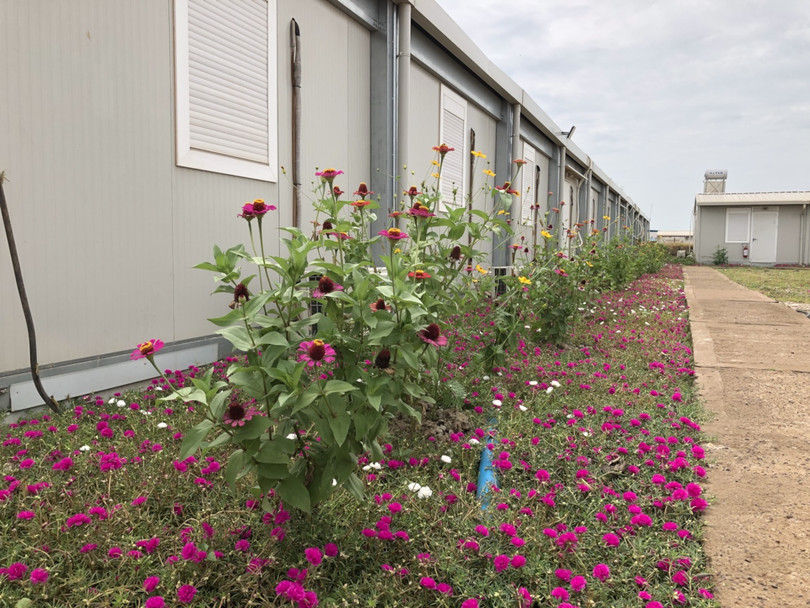 Thảm hoa rực rỡ giữa vùng đất khô cằn. Ảnh: Trung tá Bùi Đức Thành