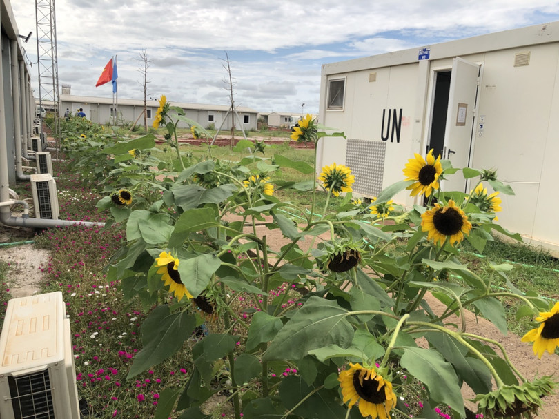 Những bông hoa hướng dương rực rỡ giữa vùng chiến sự cũng chính là niềm hy vọng đất nước Nam Sudan nhanh chóng được hòa bình. Ảnh: Trung tá Bùi Đức Thành
