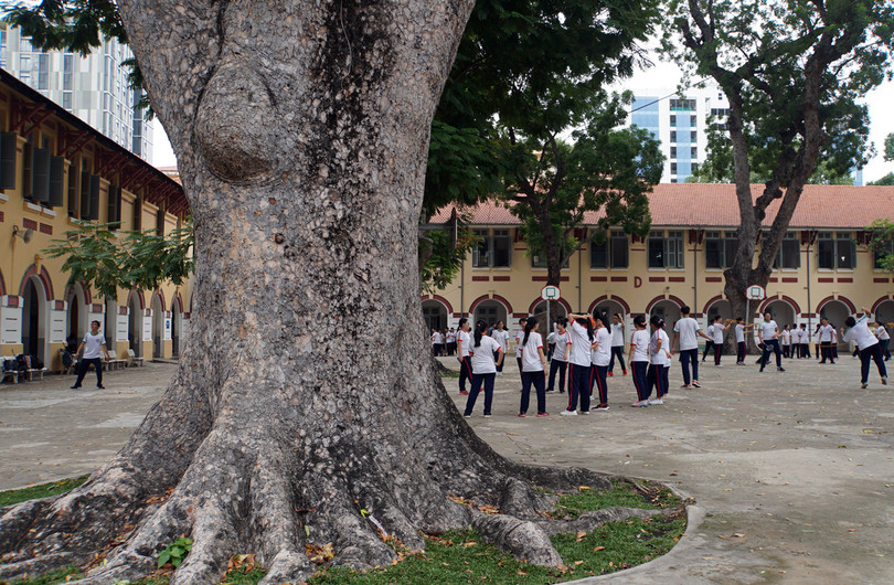 Với cây lớn tuổi, cần đưa vào đối tượng diện theo dõi sát sao, thường xuyên để có phương án đảm bảo an toàn. Ảnh: VNE