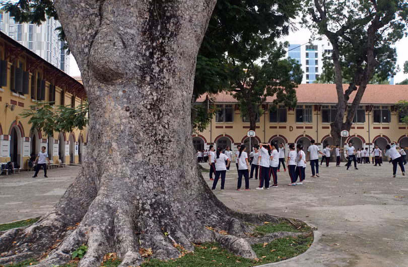 Với cây lớn tuổi, cần đưa vào đối tượng diện theo dõi sát sao, thường xuyên để có phương án đảm bảo an toàn. Ảnh: VNE