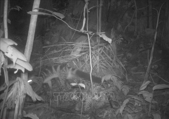 Cầy vằn Bắc tại Khu bảo tồn thiên nhiên Pù Luông. Ảnh: TTXVN