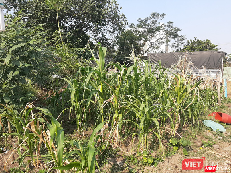 Rẻo đất nhỏ trồng bắp để bán trong dịp Tết Nguyên đán. Ảnh: Nguyễn Trăm