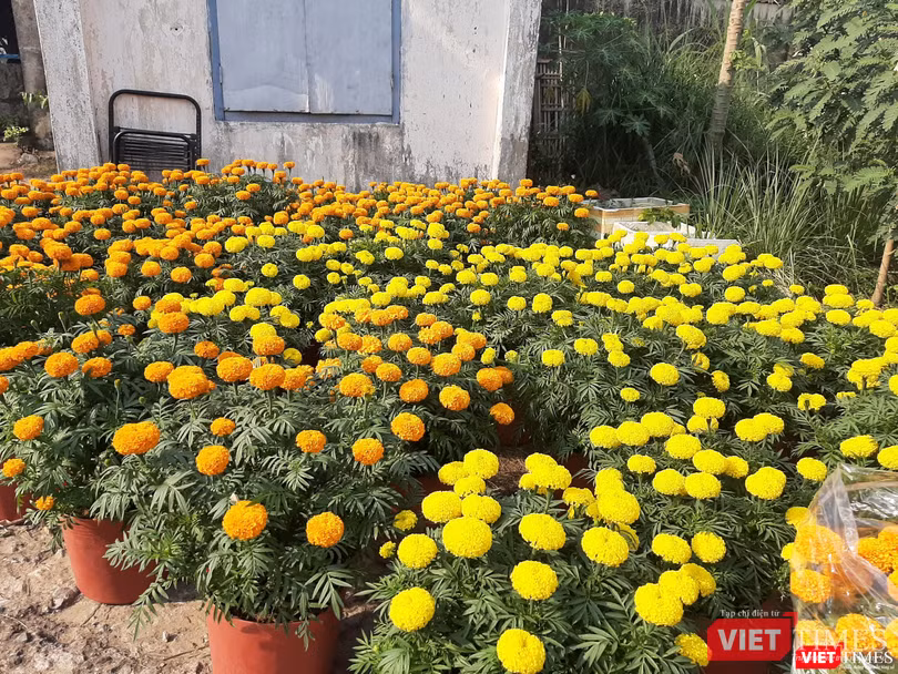 Các chậu hoa vạn thọ còn lại đã được khách hàng đặt mua. AẢ̉nh: Nguyễn Trăm