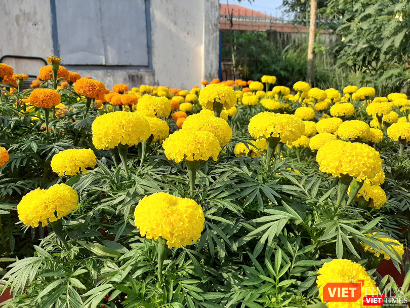 Sau khi bán hết số hoa Vạn Thọ, anh sẽ tiếp tục lấy thêm dừa bán vào những ngày cận Tết. Ảnh: Nguyễn Trăm