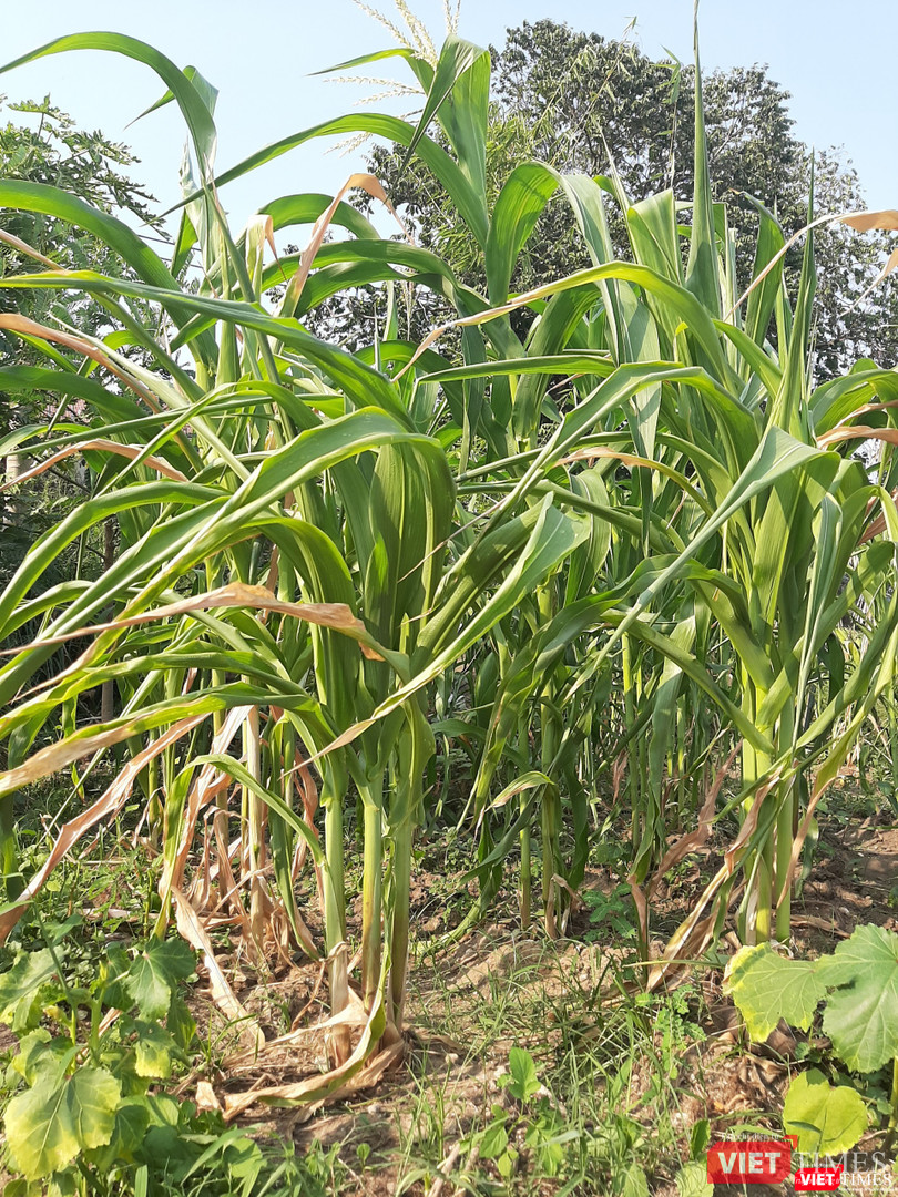 Vài lá bắp đã héo do vừa qua không có thời gian chăm sóc, ai hỏi mua anh Phương đều nhất định không bán. Ảnh: Nguyễn Trăm