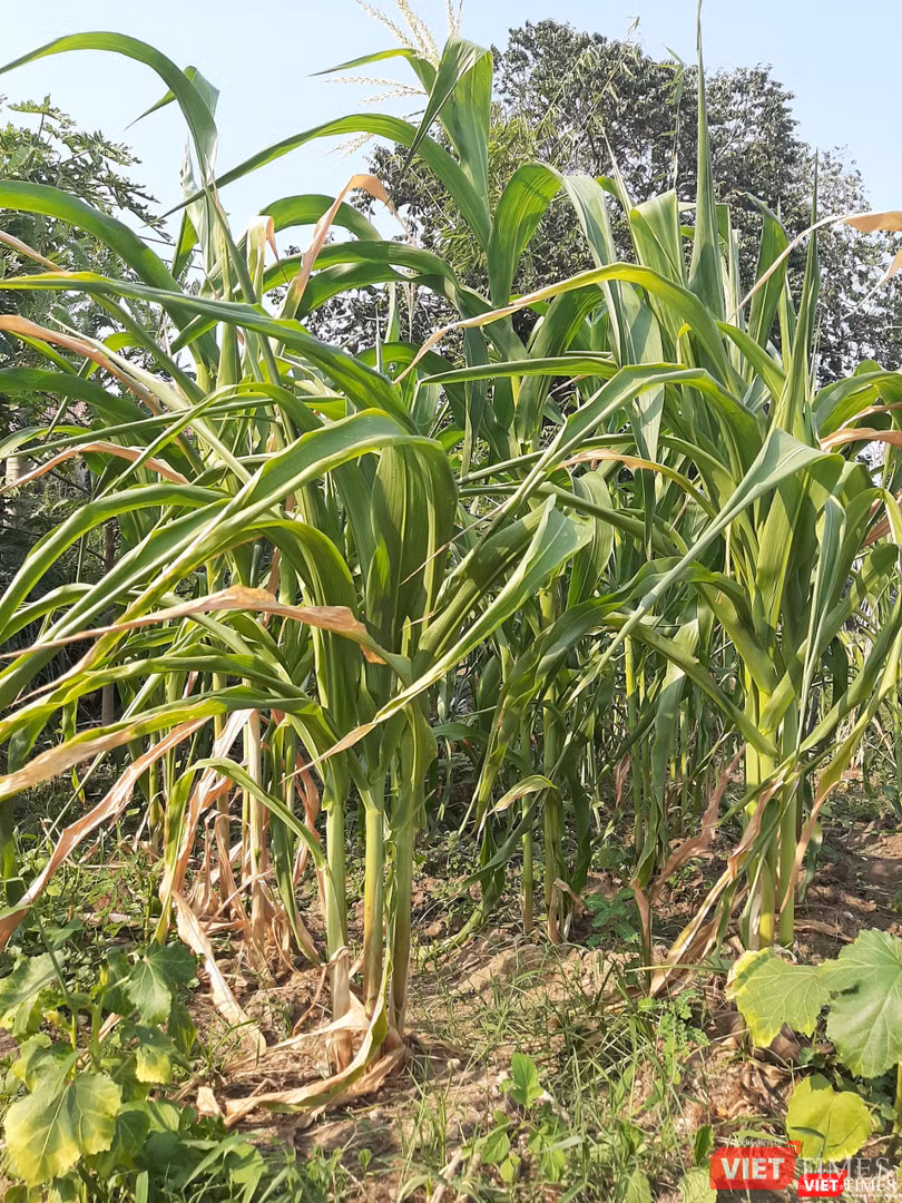 Vài lá bắp đã héo do vừa qua không có thời gian chăm sóc, ai hỏi mua anh Phương đều nhất định không bán. Ảnh: Nguyễn Trăm