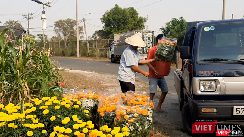 Anh lăng xăng bưng mấy chậu hoa vạn thọ lên xe tải chở đến chùa. Ảnh: Nguyễn Trăm