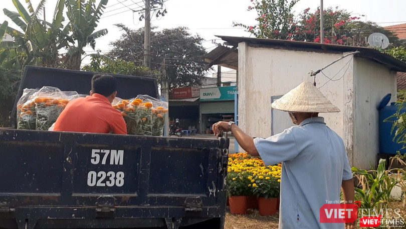 Người đàn ông căn dặn anh tài xế phải ràng buộc dây cẩn thận vì thân hoa vạn thọ yếu, dễ bị gãy khi di chuyển. Ảnh: Nguyễn Trăm