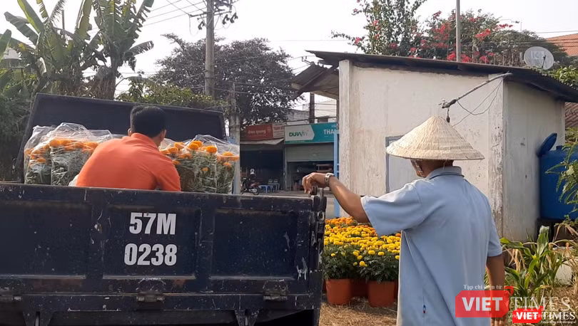 Người đàn ông căn dặn anh tài xế phải ràng buộc dây cẩn thận vì thân hoa vạn thọ yếu, dễ bị gãy khi di chuyển. Ảnh: Nguyễn Trăm