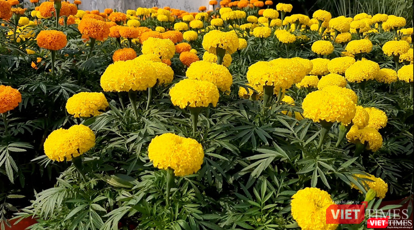 Hoa vạn thọ tươi rói chuẩn bị cho dịp Tết Nguyên đán. Ảnh: Nguyễn Trăm