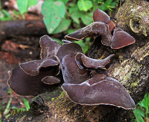 Nấm mèo giàu dinh dưỡng và có nhiều công dụng đối với sức khỏe. Ảnh: Internet