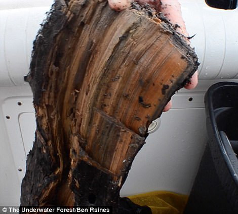 Cây gỗ chôn vùi dưới đáy biển sâu nhưng không bị mục nát. Ảnh: Ben Raines