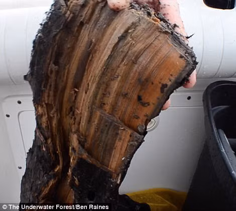 Cây gỗ chôn vùi dưới đáy biển sâu nhưng không bị mục nát. Ảnh: Ben Raines Cây gỗ chôn vùi dưới đáy biển sâu nhưng không bị mục nát. Ảnh: Ben Raines