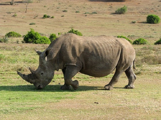 Tê giác là một trong những con vật được săn bắt nhiều nhất vì cho rằng nó là "thần dược". Ảnh: Internet Tê giác là một trong những con vật được săn bắt nhiều nhất vì cho rằng nó là "thần dược". Ảnh: Internet