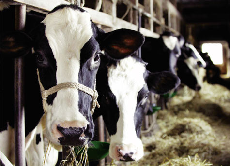 Giết mổ động vật cũng cần phải nhân văn. Ảnh: Internet Giết mổ động vật cũng cần phải nhân văn. Ảnh: Internet