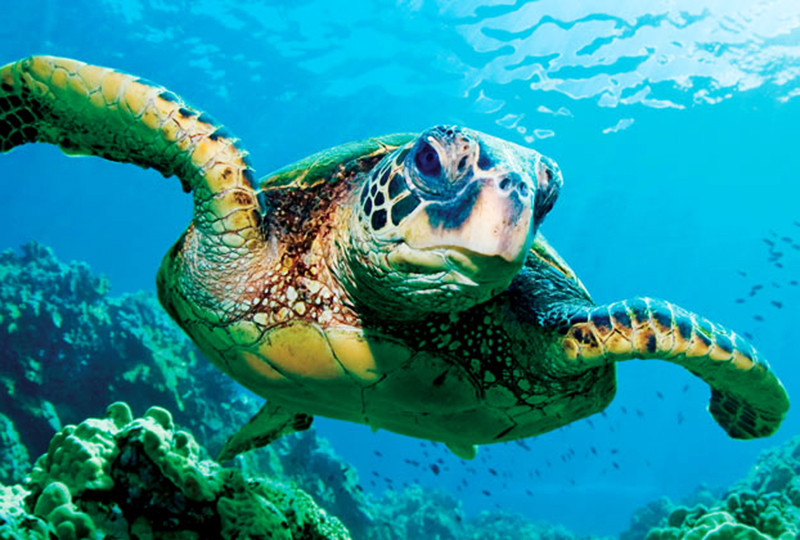 Các nước nỗ lực xây dựng Luật, phát triển công nghệ giám sát,...để bảo vệ động vật, động vật hoang dã. Ảnh: Internet Các nước nỗ lực xây dựng Luật, phát triển công nghệ giám sát,...để bảo vệ động vật, động vật hoang dã. Ảnh: Internet