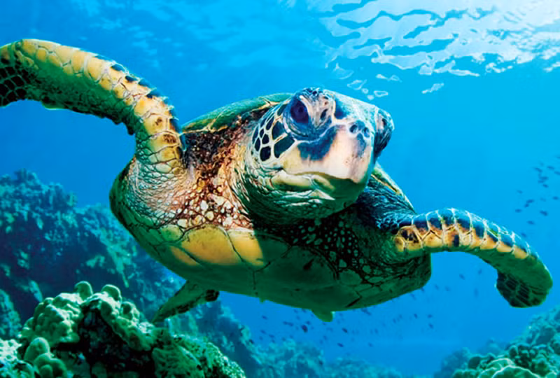 Các nước nỗ lực xây dựng Luật, phát triển công nghệ giám sát,...để bảo vệ động vật, động vật hoang dã. Ảnh: Internet