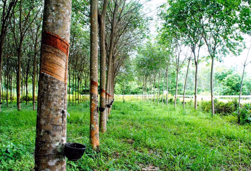 Một rừng cao su đang trong chu kỳ khai thác mủ. Ảnh- I.T