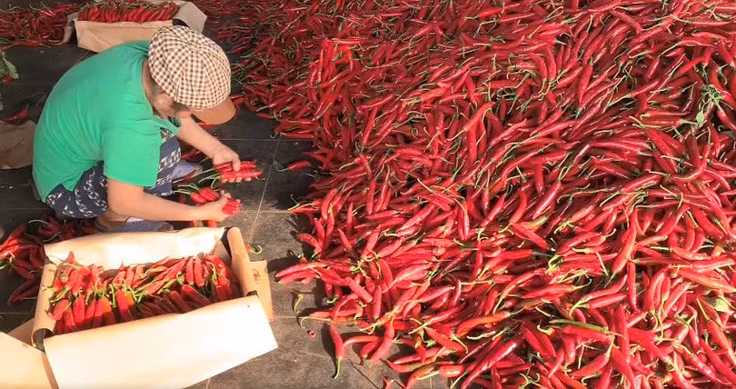 THILOGI hỗ trợ xuất khẩu ớt cho nông dân miền Trung