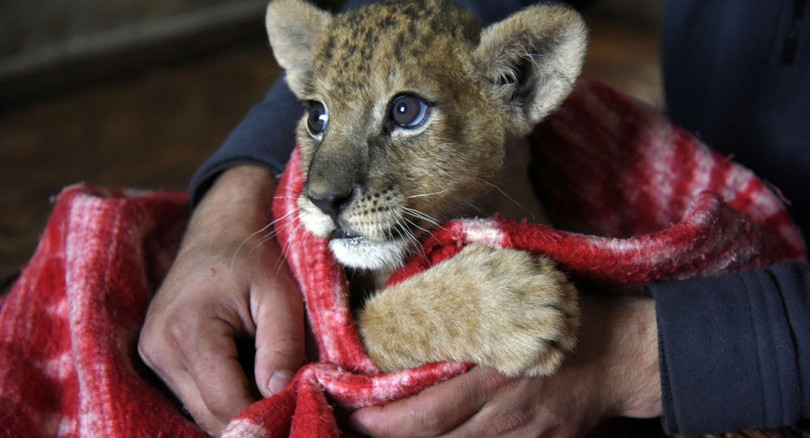 "Cô giáo" sư tử Masha.
