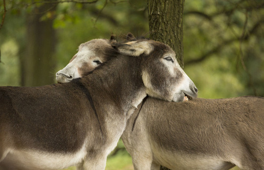 Chùm ảnh yêu đương siêu dễ thương ngày Valentine ảnh 19