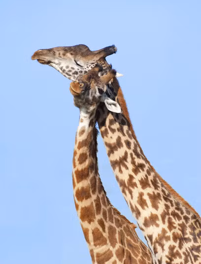 Chùm ảnh yêu đương siêu dễ thương ngày Valentine ảnh 20