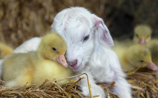 Chùm ảnh yêu đương siêu dễ thương ngày Valentine ảnh 6