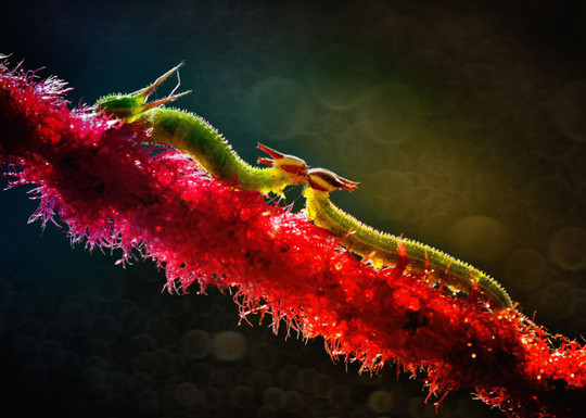 Chùm ảnh yêu đương siêu dễ thương ngày Valentine ảnh 12