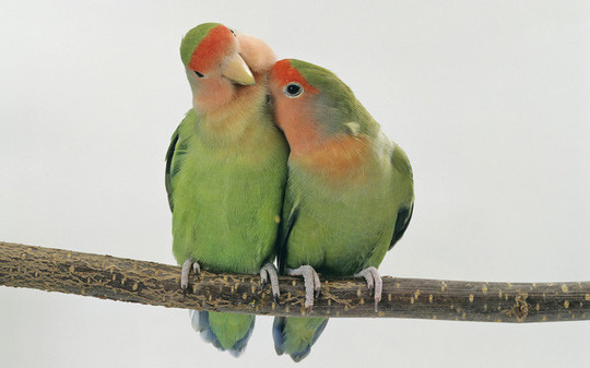 Chùm ảnh yêu đương siêu dễ thương ngày Valentine ảnh 21