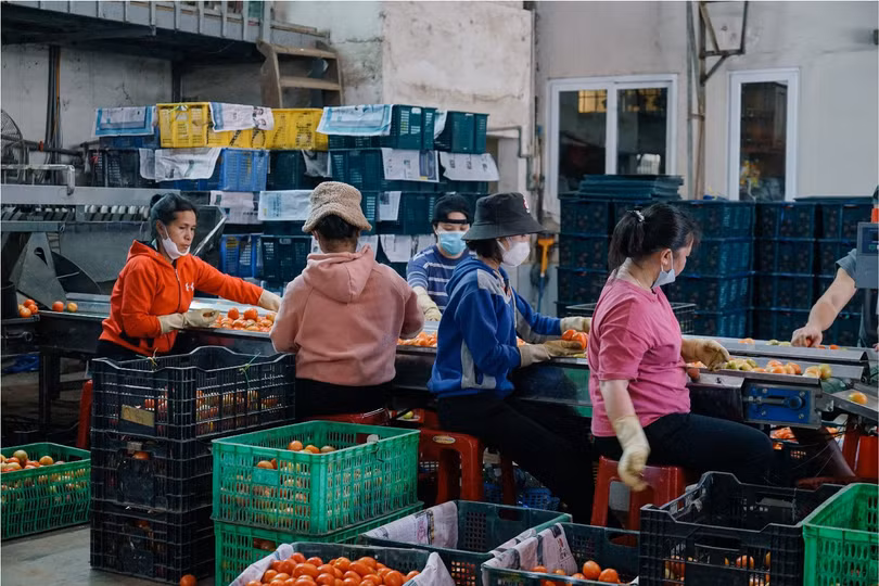 Kho phân loại nông sản của Koina