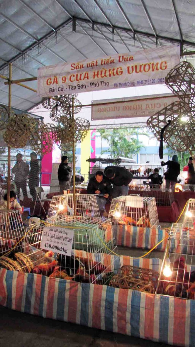 Gà chín cựa quý hiếm giá 15 triệu đồng ảnh 3