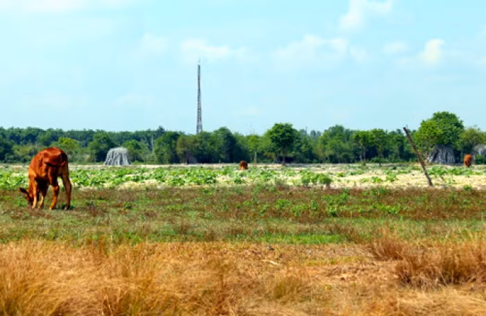 Hàng trăm ha đất ở xã An Nhơn Tây, huyện Củ Chi đã được giải tỏa để thực hiện dự án Công viên Sài Gòn Safari bị bỏ hoang suốt cả chục năm