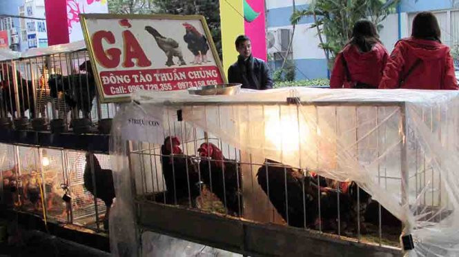 Gà chín cựa quý hiếm giá 15 triệu đồng ảnh 5