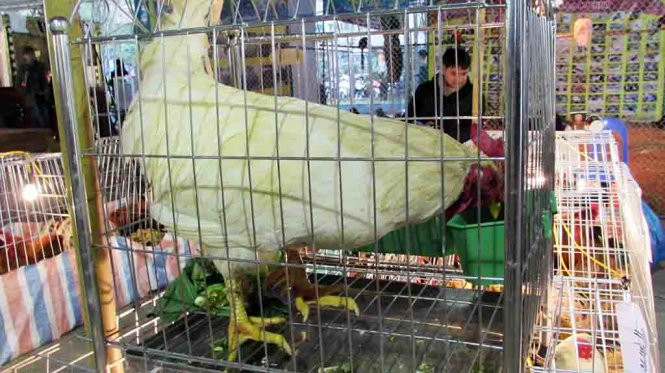 Gà chín cựa quý hiếm giá 15 triệu đồng ảnh 2