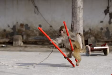 Làng 'tề thiên đại thánh' ở Trung Quốc ảnh 2