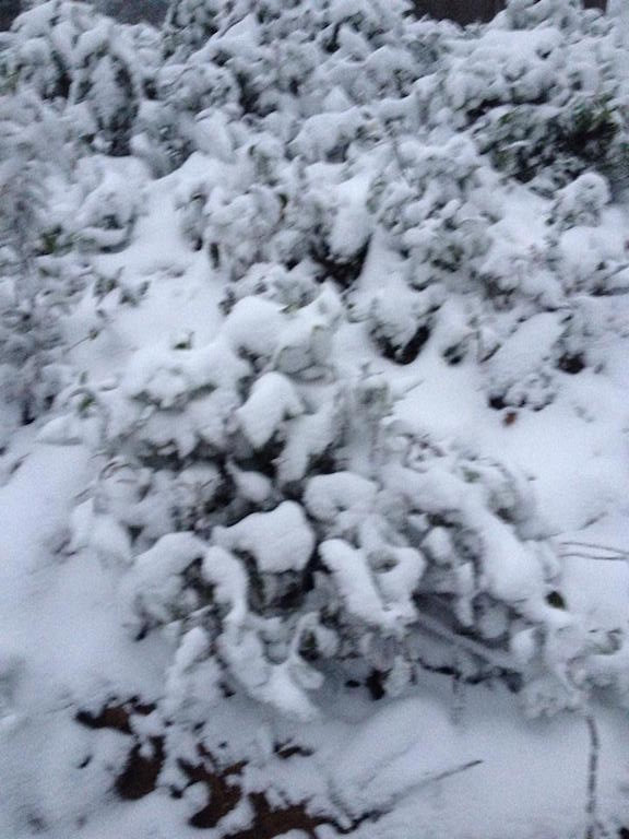 -8 độ C, tuyết phủ trắng miền Tây xứ Nghệ ảnh 6