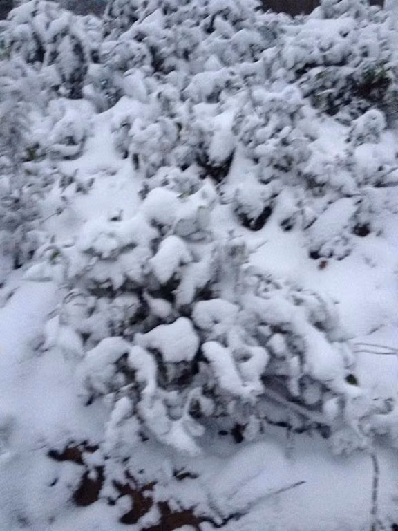 -8 độ C, tuyết phủ trắng miền Tây xứ Nghệ ảnh 6