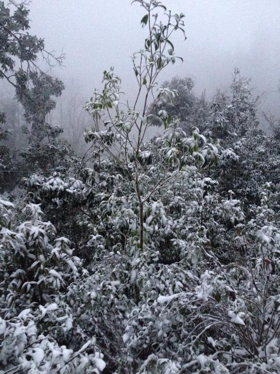 -8 độ C, tuyết phủ trắng miền Tây xứ Nghệ ảnh 5