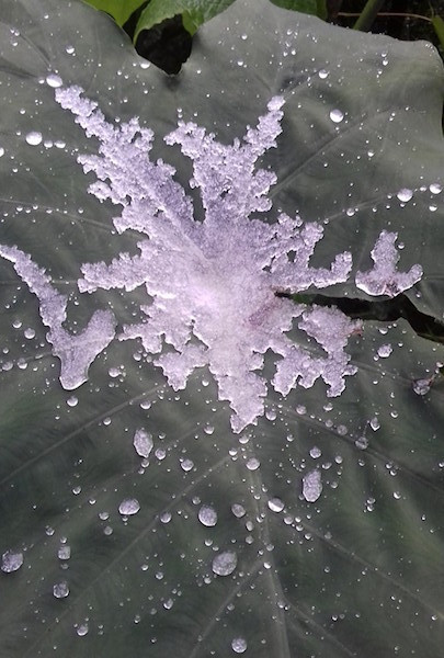 -8 độ C, tuyết phủ trắng miền Tây xứ Nghệ ảnh 14