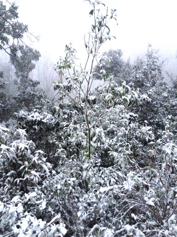 -8 độ C, tuyết phủ trắng miền Tây xứ Nghệ ảnh 4