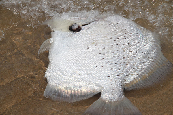 Ngày 26/4, cá chết tiếp tục dạt bờ biển Hà Tĩnh, tuy nhiên số lượng ít. Ảnh:Đ.H.