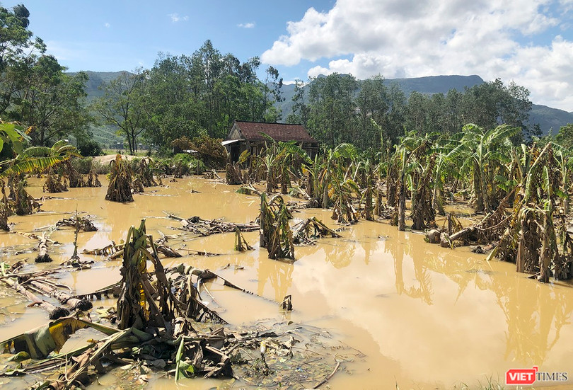 Hoa màu bị tàn phá nghiêm trọng - Ảnh: Hồ Xuân Mai Hoa màu bị tàn phá nghiêm trọng - Ảnh: Hồ Xuân Mai