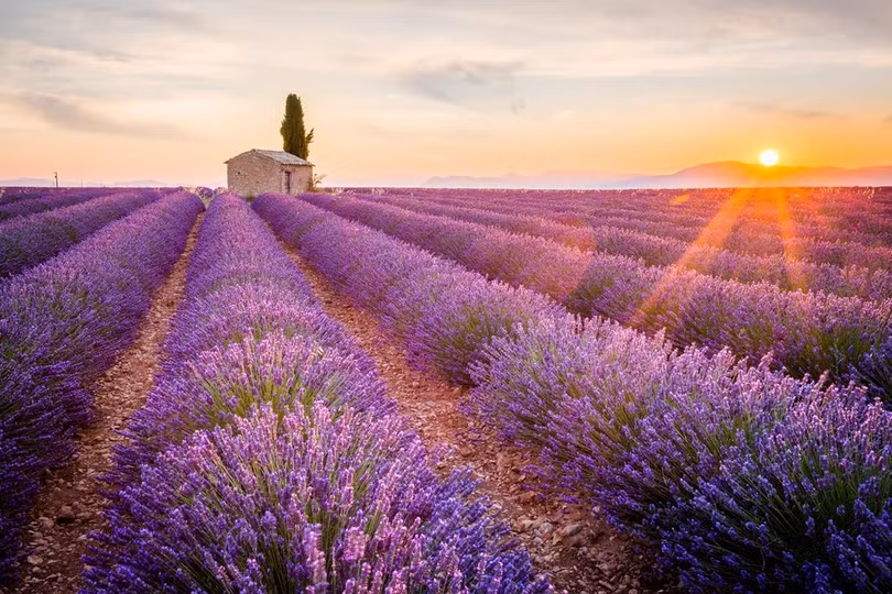 Cánh đồng hoa oải hương đẹp lộng lẫy ở Provence, Pháp