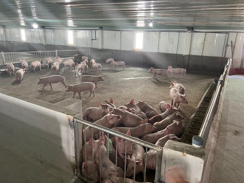 Bầu Đức đặt niềm tin vào nuôi heo và trồng chuối